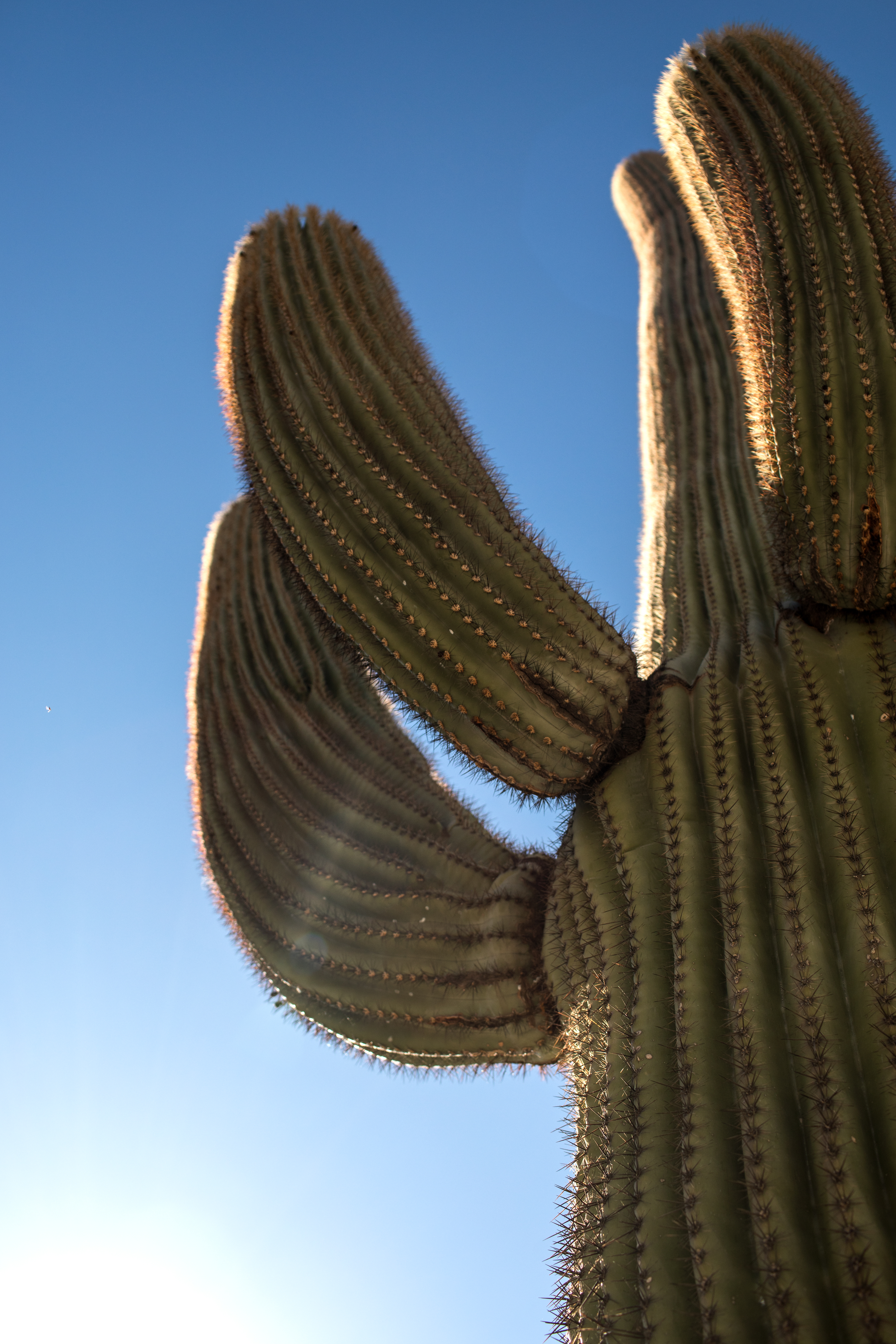 Austin Texas Family Photographer_8981
